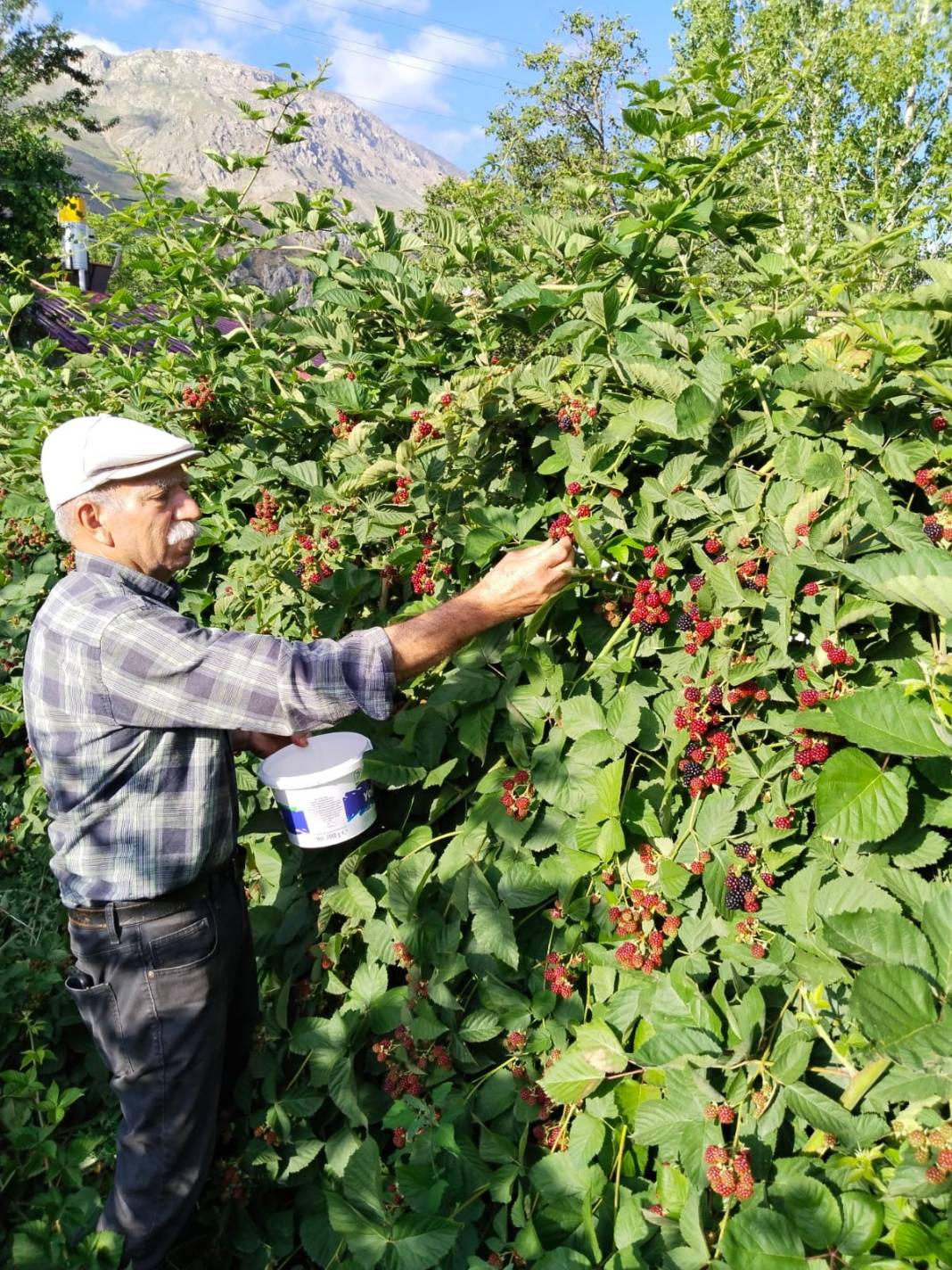 Erzincan'da hasadı başladı: Kimyasal kullanmadan dondurulup kurutuluyor 3